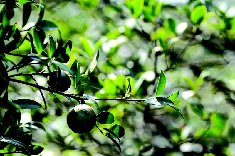 茶農(nóng)告訴你油茶如何施復合肥！油茶復合肥施肥技術(shù)在這里！