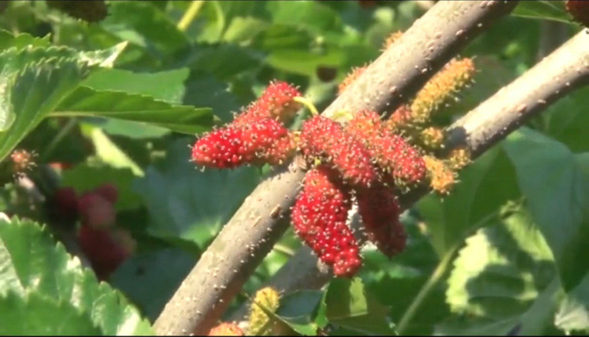 老農(nóng)告訴你桑椹復(fù)合肥如何施用才能高產(chǎn)高收！！