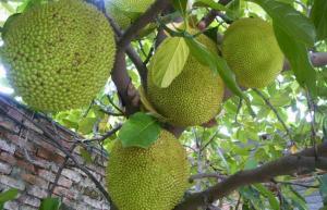 菠蘿蜜施復(fù)合肥時(shí)間和菠蘿蜜不開(kāi)花的原因及解決措施大揭秘?。?/></a><span></span></div>
                            <div   id=